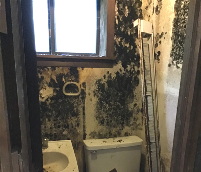Mold removal near me in Greens Farms, CT.
